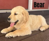 Bear, a male Golden Retriever for sale in Rigby, ID – Photo 7 of 9