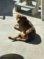 Bear, a male Golden Retriever for sale in Rigby, ID – Photo 9 of 9