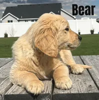 Bear, a male Golden Retriever for sale in Rigby, ID – Photo 1 of 9