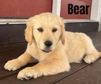 Bear, a male Golden Retriever for sale in Rigby, ID – Photo 5 of 9