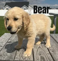 Bear, a male Golden Retriever for sale in Rigby, ID – Photo 2 of 9