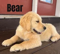 Bear, a male Golden Retriever for sale in Rigby, ID – Photo 3 of 9