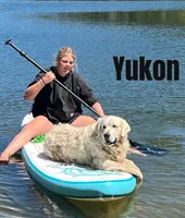 yukon x aspen, a  Golden Retriever and English Cream Golden Retriever for sale in Rigby, ID – 5 of 9