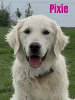 Theo, a male Golden Retriever and English Cream Golden Retriever for sale in Rigby, ID – 9 of 10