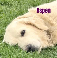 yukon x aspen, a  Golden Retriever and English Cream Golden Retriever for sale in Rigby, ID – 8 of 9