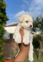 Rika, a male Maltipoo and Poodle - Toy  for sale in Burbank, CA – 2 of 2
