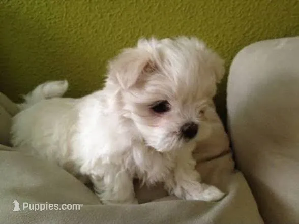 "Kevin" – Maltipoo, Poodle - Toy  puppy for sale in Burbank, CA
