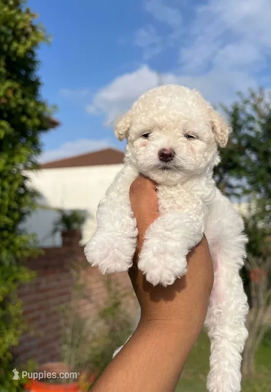 Rika – Maltipoo, Poodle - Toy  puppy for sale in Burbank, CA