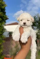 Rika, a male Maltipoo and Poodle - Toy  for sale in Burbank, CA – 1 of 2