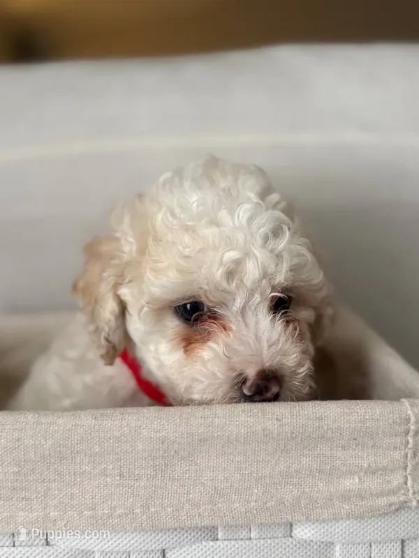 Lulu – Poodle - Toy  puppy for sale in Los Angeles, CA