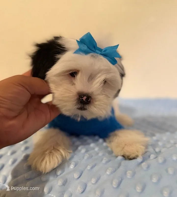 "Dior" – Maltipoo, Poodle - Toy  puppy for sale in Burbank, CA