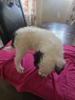 Lilly, a male Poodle - Toy  for sale in Los Angeles, CA – 2 of 3