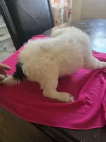 Lilly, a male Poodle - Toy  for sale in Los Angeles, CA – 3 of 3