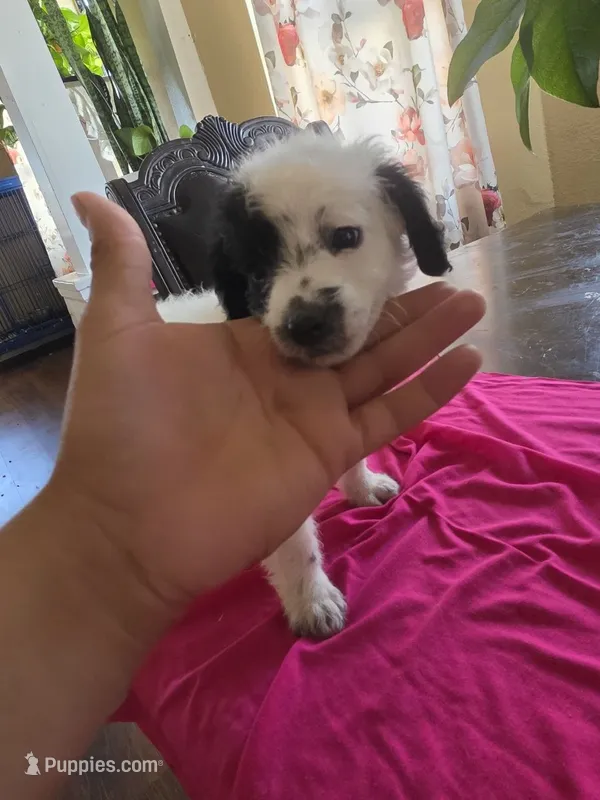 Lilly – Poodle - Toy  puppy for sale in Los Angeles, CA