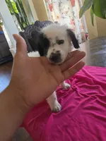 Lilly, a male Poodle - Toy  for sale in Los Angeles, CA – 1 of 3