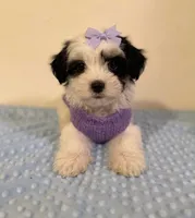 "Lima", a female Maltipoo and Poodle - Toy  for sale in Burbank, CA – 1 of 1