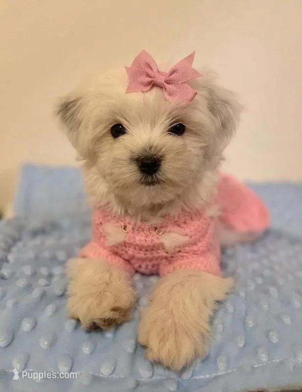 "Rosa" – Maltipoo, Poodle - Toy  puppy for sale in Burbank, CA