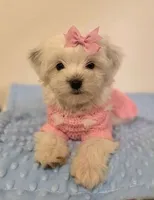 "Rosa", a female Maltipoo and Poodle - Toy  for sale in Burbank, CA – 1 of 2
