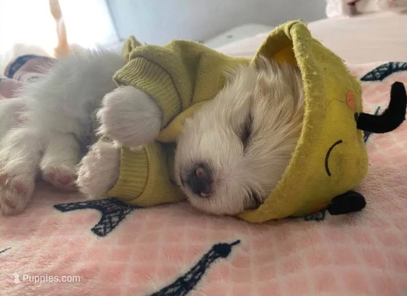 Tia – Maltipoo, Poodle - Toy  puppy for sale in Burbank, CA