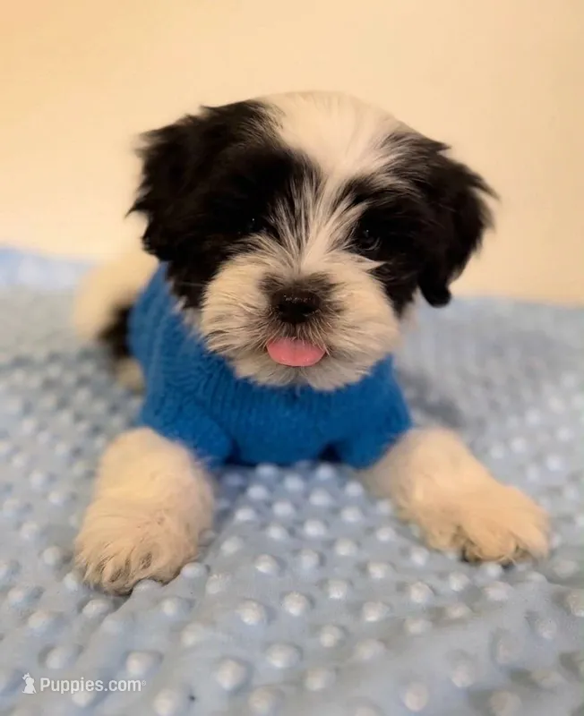 "L0ve" – Maltipoo, Poodle - Toy  puppy for sale in Burbank, CA