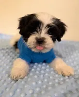 "L0ve", a female Maltipoo and Poodle - Toy  for sale in Burbank, CA – 1 of 1