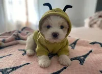 Tia, a male Maltipoo and Poodle - Toy  for sale in Burbank, CA – 2 of 2