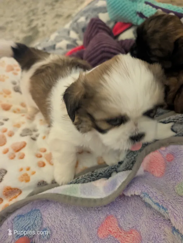 Pup 5  – Shih Tzu puppy for sale in Poolville, TX