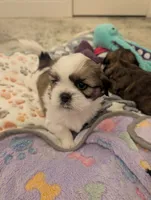 Pup 5 , a female Shih Tzu for sale in Poolville, TX – 3 of 5