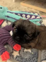 Pup 2 , a male Shih Tzu for sale in Poolville, TX – 2 of 5