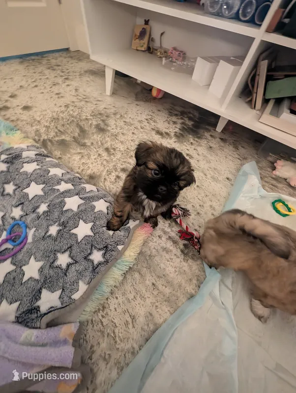 Pup 2  – Shih Tzu puppy for sale in Poolville, TX