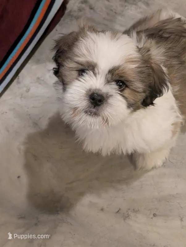 Pup 5  – Shih Tzu puppy for sale in Poolville, TX