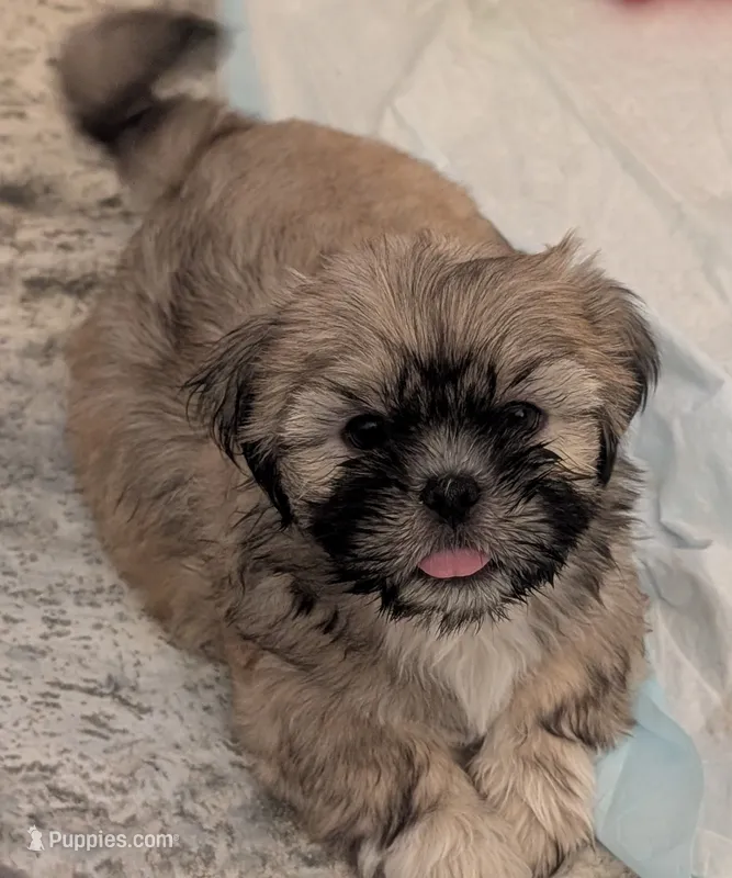 Pup 3  – Shih Tzu puppy for sale in Poolville, TX