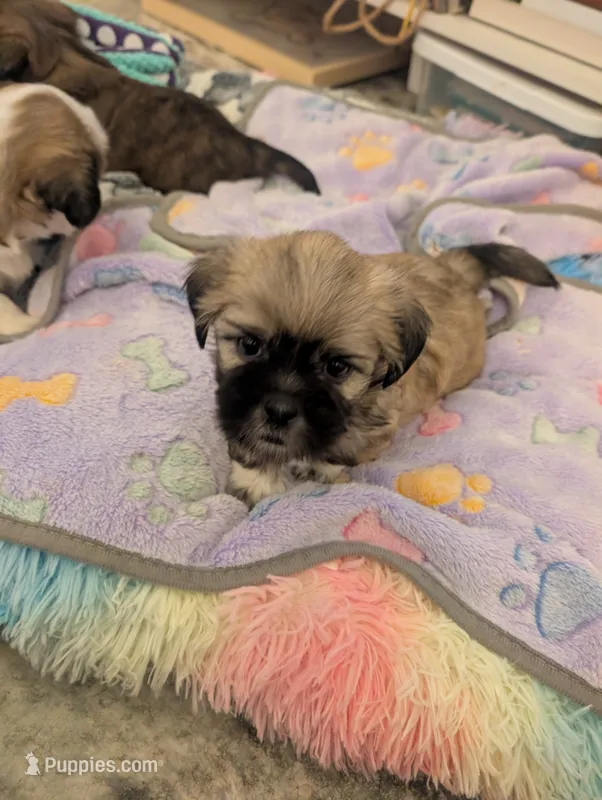 Pup 3  – Shih Tzu puppy for sale in Poolville, TX