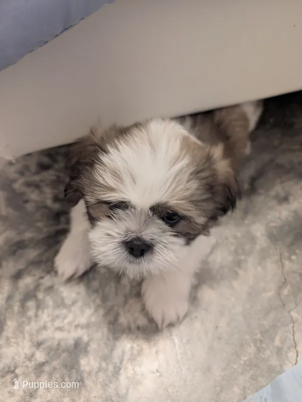 Pup 5  – Shih Tzu puppy for sale in Poolville, TX