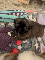 Pup 2 , a male Shih Tzu for sale in Poolville, TX – 1 of 5
