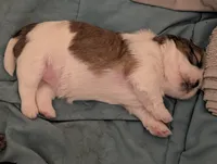 Pup 5 , a female Shih Tzu for sale in Poolville, TX – 4 of 5