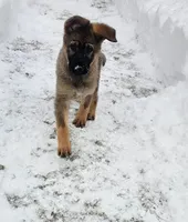 sable female, a female German Shepherd Dog for sale in Richland, NY – Photo 2 of 3