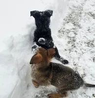 sable female, a female German Shepherd Dog for sale in Richland, NY – Photo 3 of 3