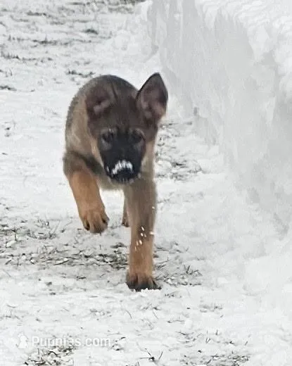sable female – German Shepherd Dog puppy for sale in Richland, NY