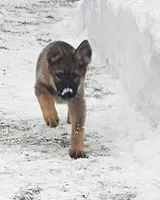 sable female, a female German Shepherd Dog for sale in Richland, NY – Photo 1 of 3