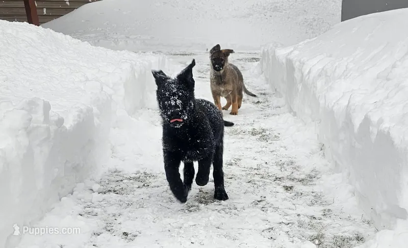 black male – German Shepherd Dog puppy for sale in Richland, NY