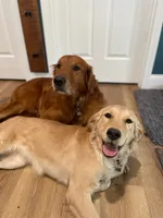 Rose, a female Golden Retriever for sale in Aurora, MO – Photo 5 of 7