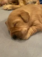 Rose, a female Golden Retriever for sale in Aurora, MO – Photo 2 of 7