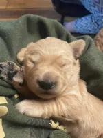 Rose, a female Golden Retriever for sale in Aurora, MO – Photo 4 of 7