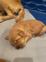 Rose, a female Golden Retriever for sale in Aurora, MO – Photo 3 of 7