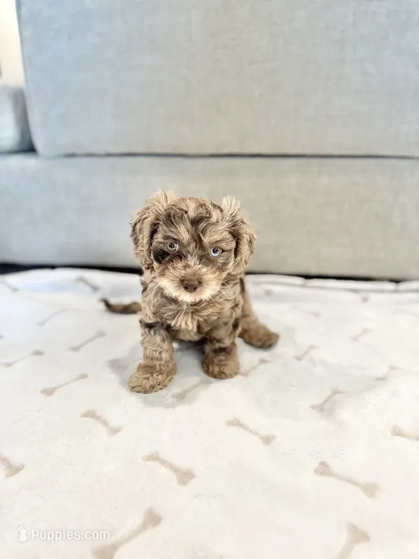 TITO – Cavapoo puppy for sale in Daphne, AL