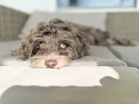 MICRO MINI MERLE TOY CAVAPOO || OBO , a male Cavapoo and Poodle - Toy  for sale in Gulf Shores, AL – 4 of 7
