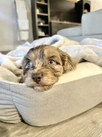 TITO, a male Cavapoo for sale in Daphne, AL – 5 of 9