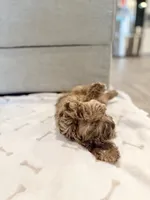 TITO, a male Cavapoo for sale in Daphne, AL – 4 of 9