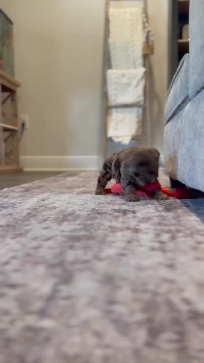 TITO, a male Cavapoo for sale in Daphne, AL – 8 of 9
